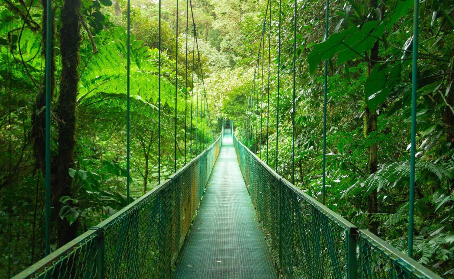 Monteverde Cloud Forest