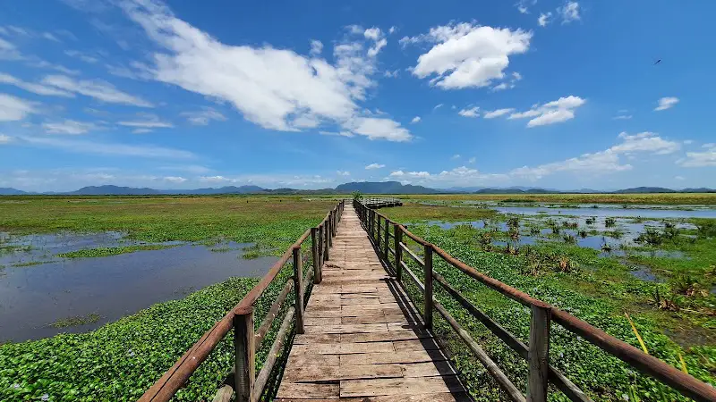 Palo Verde Jungle and Cultural